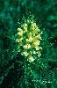 <em>Pedicularis foliosa</em>